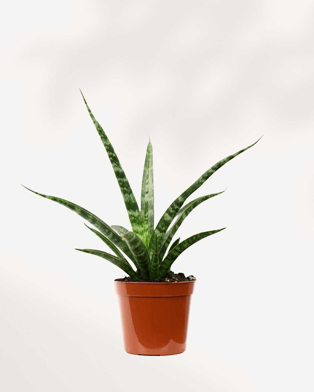 Sansevieria Fernwood